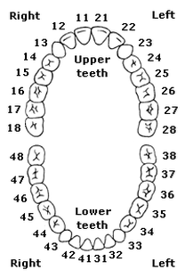 Các răng đánh số 18, 28, 38, 48 là răng khôn (răng số 8).  